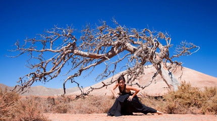 Obraz na płótnie Canvas flamenco and a dead tree