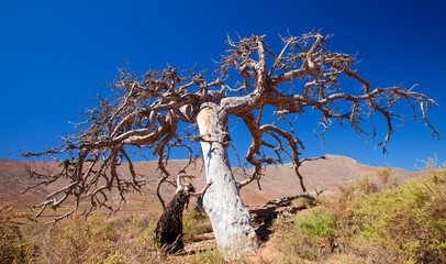 flamenco and a dear tree