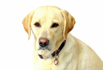 labrador retriever