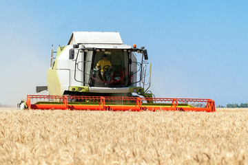 Combine harvests wheat on a field in sunny summer day