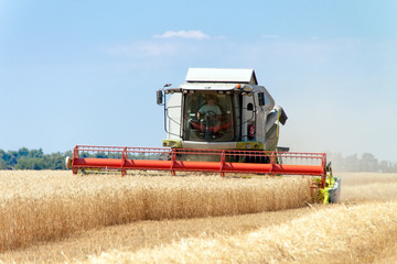 Obraz premium Combine harvests wheat on a field in sunny summer day
