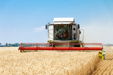 Fototapeta premium Combine harvests wheat on a field in sunny summer day