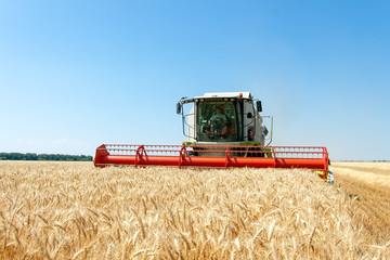Fototapeta na wymiar Łączenie zbiorów pszenicy na polu w słoneczny letni dzień