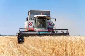 Fototapeta premium Combine harvests wheat on a field in sunny summer day