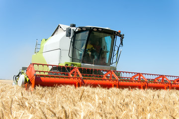 Fototapeta premium Combine harvests wheat on a field in sunny summer day