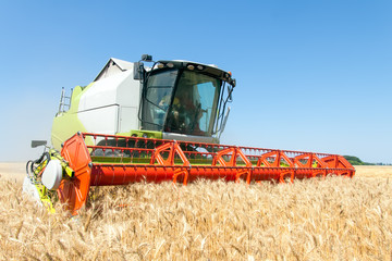 Combine harvests wheat on a field in sunny summer day