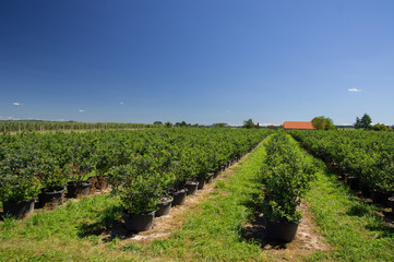 Fototapeta na wymiar Blueberry plantation for self-picking