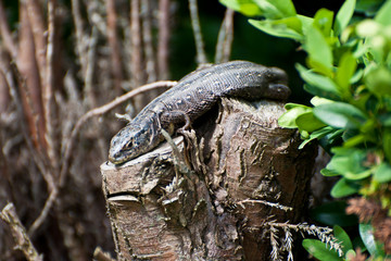 The Lizard 5