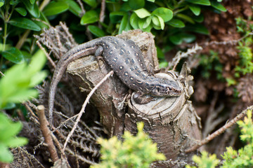 The Lizard 2