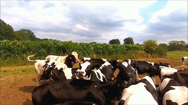 K&uuml;he auf einer Weide vor Maisfeld
