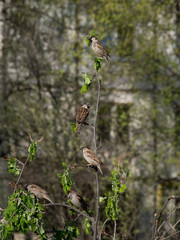 sparrows on a branch