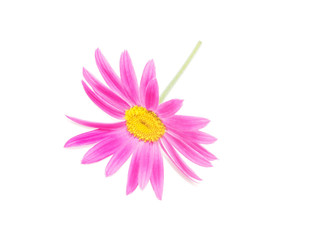 Pink daisy on white background