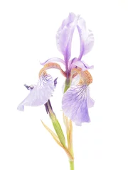Papier Peint photo Lavable Iris Blue iris on a white background