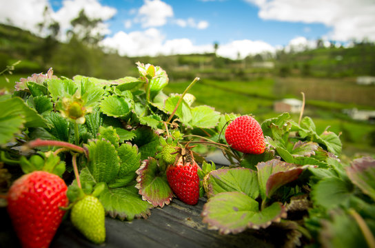 Organic strawberry fiels