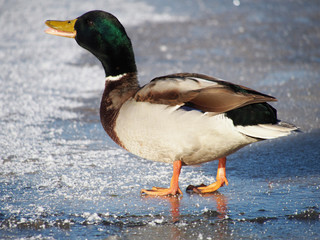 Obraz premium Ducks on the lake in winter
