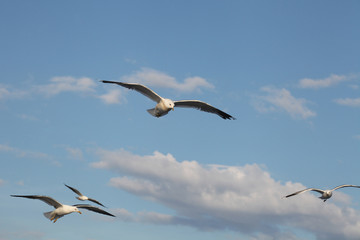 seagulls