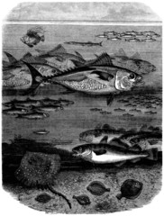 Sea Fishes (high Sea) © Erica Guilane-Nachez