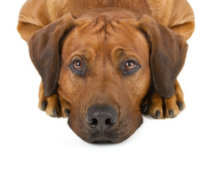 Obraz premium Rhodesian Ridgeback