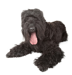 black russian terrier