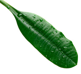 Green leaf with water drops macro