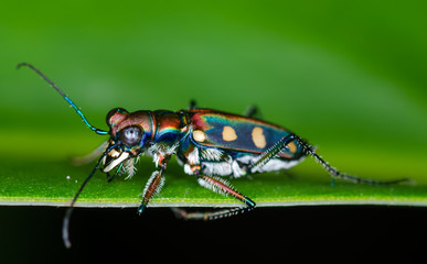 Macro of tiger beetle on green leaf at night
