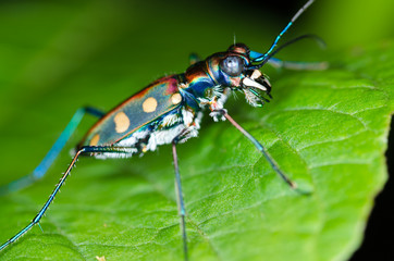 Macro of tiger beetle on green leaf at night