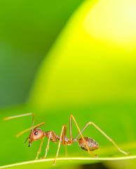 Macro of ant