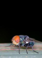Macro of house fly