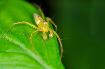 Macro of lynx spider on green leaf