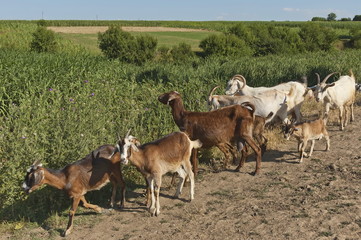 Naklejka na ściany i meble Goats flock at summer in rural area, Bulgaria