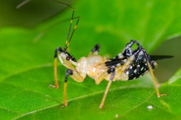 Assassin bug