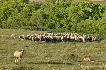 Obraz premium Sheeps flock in ludogorie summer field, Bulgaria
