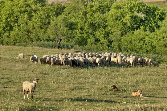 Sheeps flock in ludogorie summer field, Bulgaria