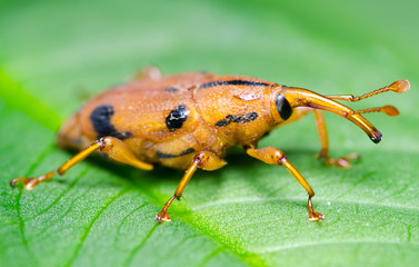 Macro of weevil