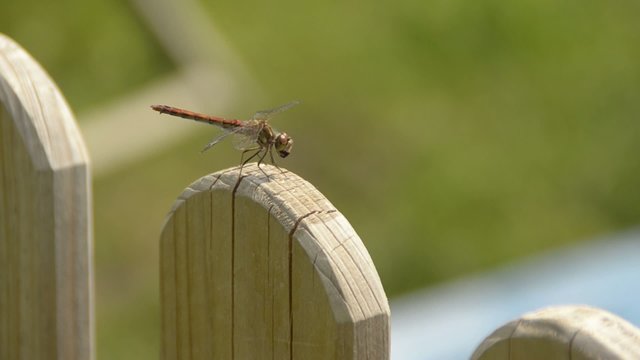 libelle bei der nahrungsaufnahme
