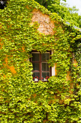 Fototapeta na wymiar Window framed by the vine, Orlik Castle, Czech Republic