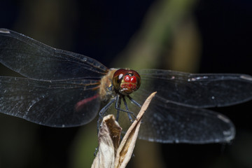 Dragonfly