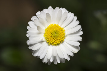 Obraz premium Spring Daisy Flower