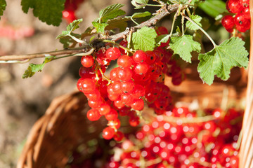 groseilles dans un panier