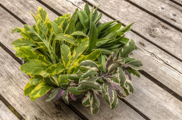 Fresh sage herb for seasoning