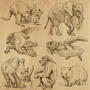 Animals around the World (part 1). Collection of hand drawings.