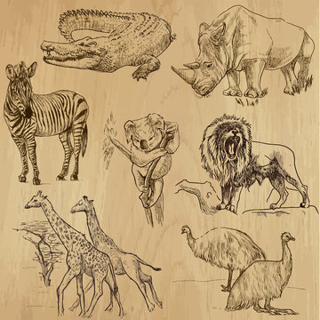 Animals around the World (part 2). Collection of hand drawings.