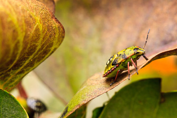 Macro tiny bug on a leaf