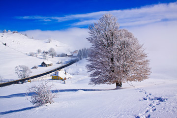 Beautifull winter rural landscape with snow covered trees and fo