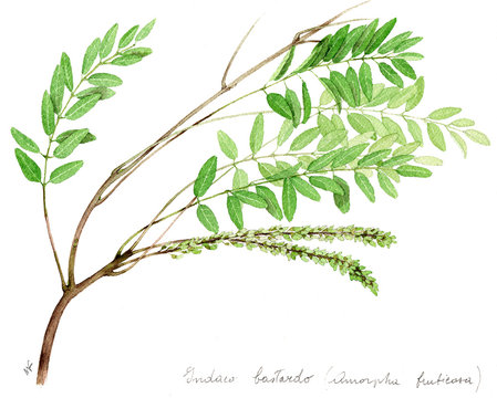 indaco - Amorpha fruticosa