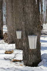 Maple production