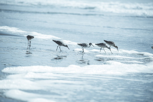 Birds on the ocean beach