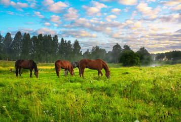 Fototapeta na wymiar horses on a pasture