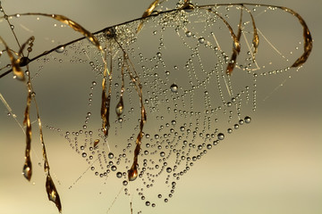 Panele Szklane Podświetlane  pajęczyna w rosie