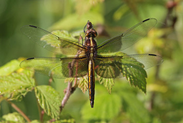 Stationary Female Widow Skimmer
